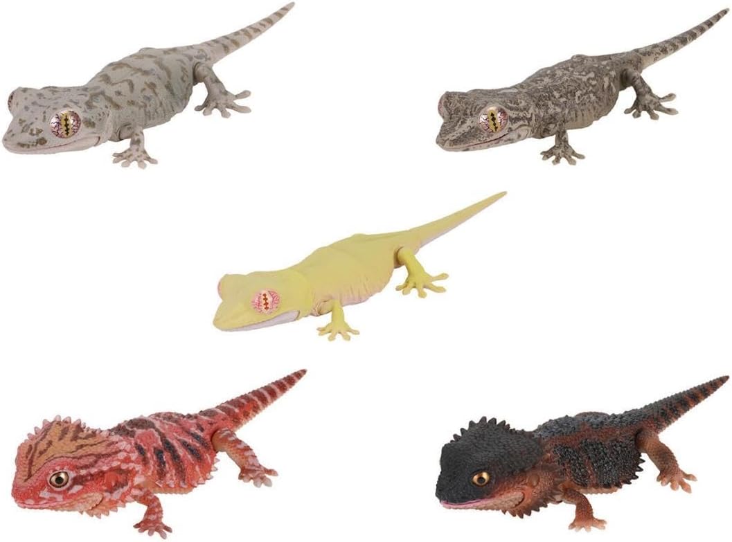 極美イズベラミズアオ 蛾ピカソモスモルフォチョウアグリアス 標本 W